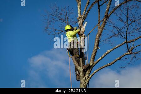 Arboristischer Lumberjack trägt Seile und Tragseile und trimmt hohe Birken gegen blauen Himmel mit Wolken Stockfoto