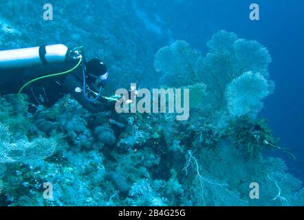 Taucher, Gorgonienkoralle (Octocorallia), Brother Islands, Rotes Meer, Aegypten/Ägypten Stockfoto