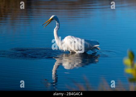 Ein Watting Great Egret (Ardea alba) mit offenem Schnabel spiegelt sich im Wasser im Merritt Island National Wildlife Refuge in Florida, USA, wider. Stockfoto