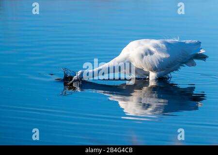 Ein großes Egrett (Ardea alba), das auf Nahrungssuche geht, spiegelt sich im Wasser im Merritt Island National Wildlife Refuge in Florida, USA wider. Stockfoto