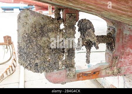 Barnacles, die auf dem Ruder und Propeller des Fischerboots wachsen, La Linea de la Concepcion, Spanien Stockfoto