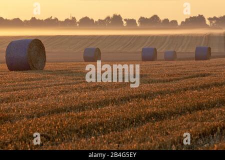 Runde Strohballen auf geerntetem Feld in goldenem Morgenlicht Stockfoto