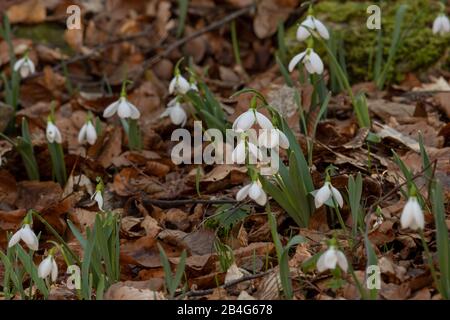 Im Frühling hat sich der Snowdrop aufgebläht Stockfoto