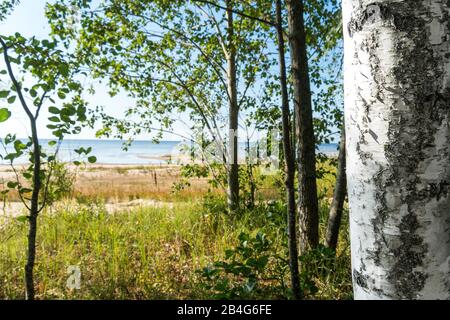 Estland, Peipsi Järv, Peipsi-See, Strand bei Kauksi, Birke Stockfoto