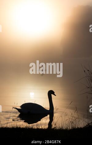 Ein Schwan und ein grauer Reiher Silhouette auf einem See im Morgengrauen im Bucky Park, West London Stockfoto