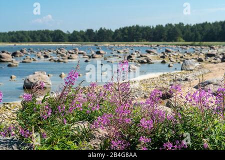 Estland, Ostseeinsel Hiiumaa, Nordspitze, Schänenlandschaft, Schmallblättriges Weidenröschen Stockfoto