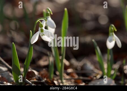 Im Frühling hat sich der Snowdrop aufgebläht Stockfoto