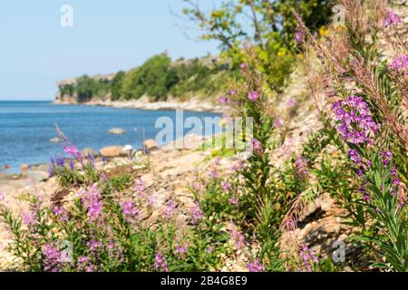 Estland, Ostseeküste, Pakri-Pank, Schmallblättriges Weidenröschen Stockfoto