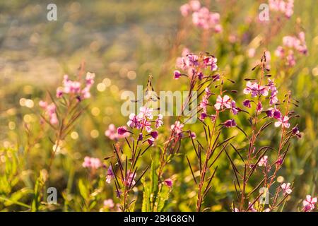 Estland, Ostseeküste, Dünenlandschaft, Abendstimmung, Schmälblättriges Weidenröschen Stockfoto