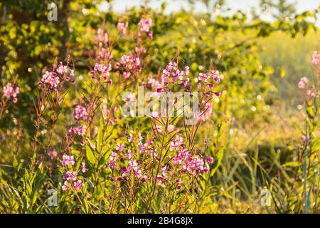 Estland, Ostseeküste, Dünenlandschaft, Abendstimmung, Schmälblättriges Weidenröschen Stockfoto