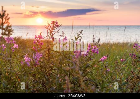 Estland, Ostseeküste, Dünenlandschaft, Abendstimmung, Schmälblättriges Weidenröschen Stockfoto