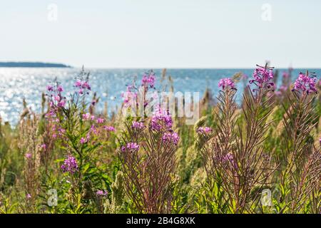 Estland, Ostseeküste, Schmälblättriges Weidenröschen, Epilobium angustifolium Stockfoto