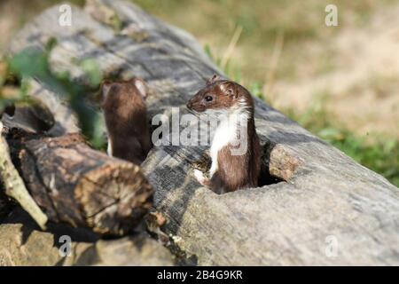 Ermine, Big Weasel Stockfoto