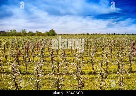Deutschland, Niedersachsen, Altes Land, Jork, Obstblüte, Baumreihen mit blühenden apfelbäumen Stockfoto