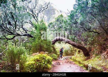 Europa, Portugal, Madeira, Hochebene Paúl da Serra, Rabacal, Levada das 25 Fontes, Levada der 25 Quellen, PR6, Baumtor Stockfoto