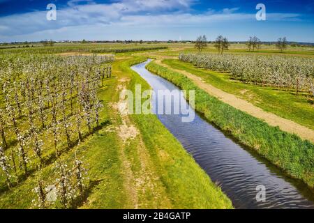 Deutschland, Niedersachsen, Altes Land, Jork, Obstblüte, Wasserlauf zwischen blühenden apfelbäumen Stockfoto