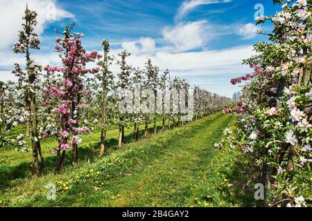 Deutschland, Niedersachsen, Altes Land, Jork, Obstblüte, Obstgarten mit blühenden apfelbäumen Stockfoto