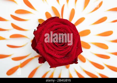 Eine Gerbera-Blüte liegt auf einem weißen Sockel und ist von vielen kleinen Hochblättern umgeben Stockfoto