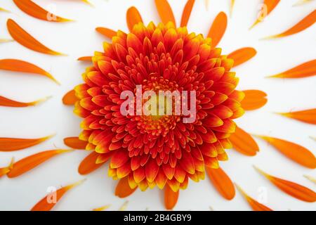 Eine Gerbera-Blüte liegt auf einem weißen Sockel und ist von vielen kleinen Hochblättern umgeben Stockfoto