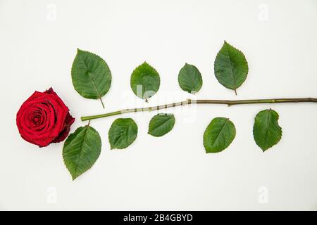 Eine rote Rose, die auf einem weißen Sockel liegt und von grünen Blättern und der Klippe umgeben ist Stockfoto