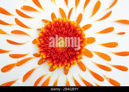 Eine Gerbera-Blüte liegt auf einem weißen Sockel und ist von vielen kleinen Hochblättern umgeben Stockfoto