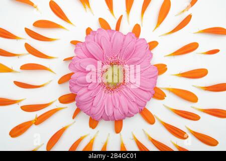 Eine Gerbera-Blüte liegt auf einem weißen Sockel und ist von vielen kleinen Hochblättern umgeben Stockfoto