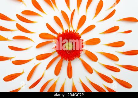 Eine Gerbera-Blüte liegt auf einem weißen Sockel und ist von vielen kleinen Hochblättern umgeben Stockfoto