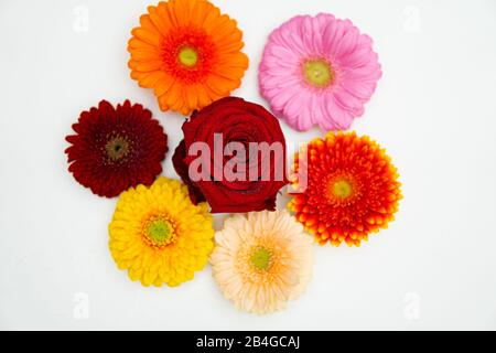 Unterschiedlich gefärbte Gerbera-Blumen liegen nebeneinander auf einer weißen Basis Stockfoto