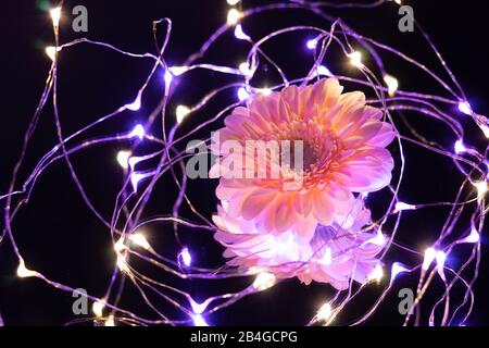 Die Blume einer rosafarbenen Gerbera-Blume liegt auf einem Spiegel und ist von kleinen LED-Lichtern umgeben Stockfoto