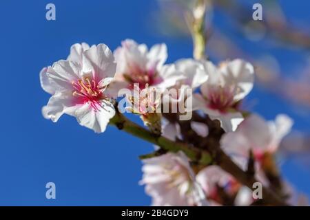 Mandelblüten in einem Garten in Portugal. Algarve Stockfoto