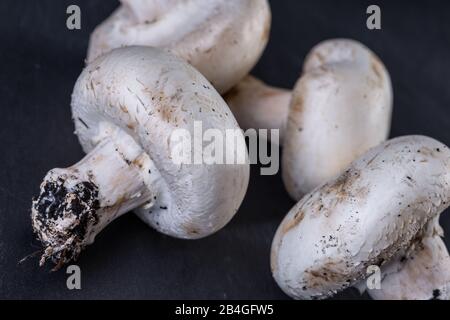 Frische Champignons auf schwarzem Steingrund. Nahaufnahme. Stockfoto