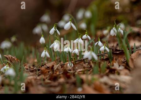 Im Frühling hat sich der Snowdrop aufgebläht Stockfoto