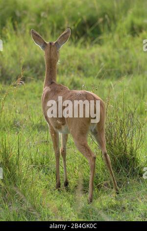 Bohor Riedböcke, Redunca redunca, weiblich, Masai Mara National Reserve, Kenia, Afrika Stockfoto