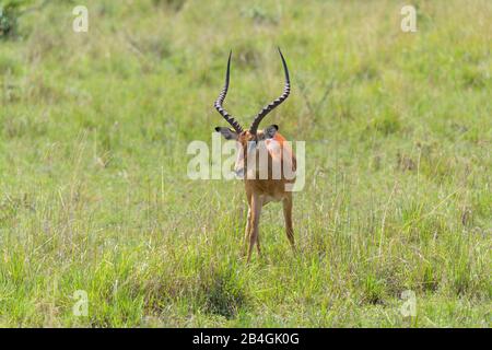 Impala, Aepyceros melampus, männlich, Masai Mara National Reserve, Kenia, Afrika Stockfoto