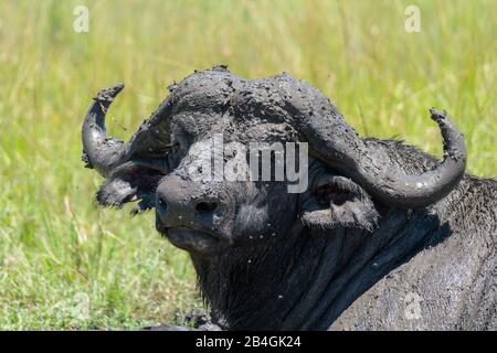 Büffel, Syncerus caffer, Masai Mara National Reserve, Kenia, Afrika Stockfoto