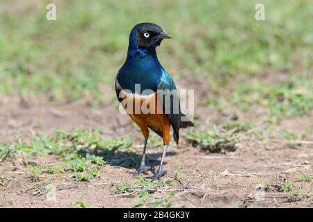 Ausgezeichnete Starling, Lamprotornis Superbus, Masai Mara National Reserve, Kenia, Afrika Stockfoto