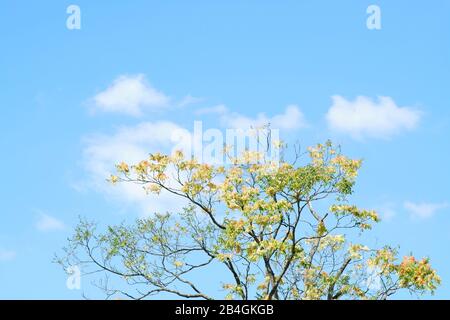 Das Laubendach und die Baumkrone eines Essigbaums vor einem blauen Himmel. Stockfoto