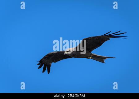 Gabeltaildrachen oder Schwarzer Drachen gleitet mühelos in einem Thermallift und sucht in einem wolkenlosen blauen Himmel in North Queensland nach Beute. Stockfoto