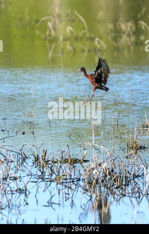 Ein hochglänzendes Ibis, das sich für eine Landung auf einem Feuchtgebiet in North Queensland, Australien, einstellt. Stockfoto