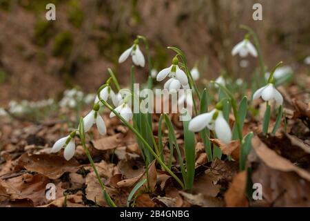 Im Frühling hat sich der Snowdrop aufgebläht Stockfoto