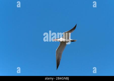 Kaspisches tern, das in blauem wolkenlosem Himmel mit Fischen im Schnabel im Norden von Queensland, Australien, fliegt. Stockfoto