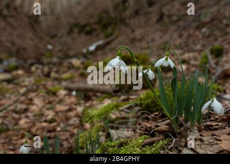 Im Frühling hat sich der Snowdrop aufgebläht Stockfoto