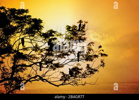 Vögel auf einem Baum gegen die Sonne. Stockfoto