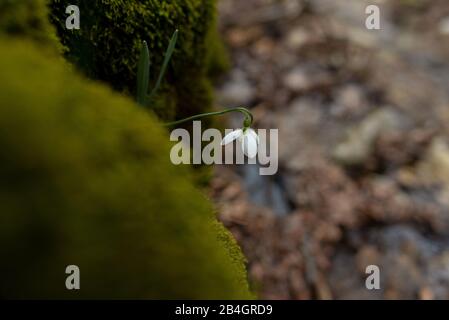 Im Frühling hat sich der Snowdrop aufgebläht Stockfoto