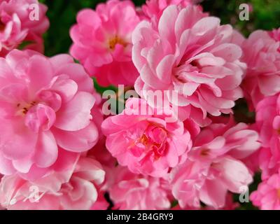 Rosa Rosengüsch, Detail Stockfoto