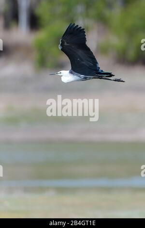 Bei der Flugaufnahme eines mit Weißen Halsen bedeckten Herons gleiten sie über einen außerhalb des Blickwindes liegenden, bewaldeten Feuchtbiotop in Queensland, Australien. Stockfoto