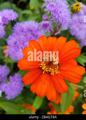 Orange-rote Zinnie, Nahansicht Stockfoto