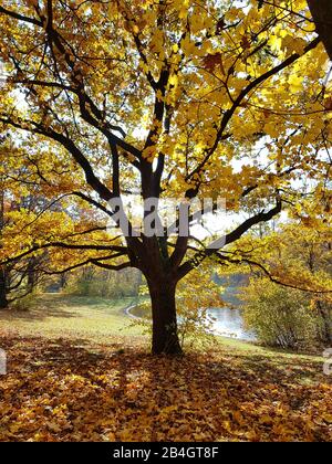 Ahorn-Baum in Herbstfärbung Stockfoto
