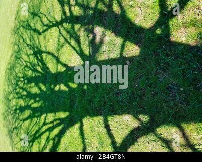 Tree shadow on the meadow Stockfoto
