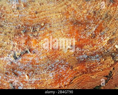 Gefällten Baumstamm Stockfoto